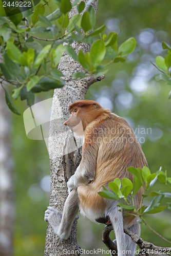 Image of Proboscis monkey