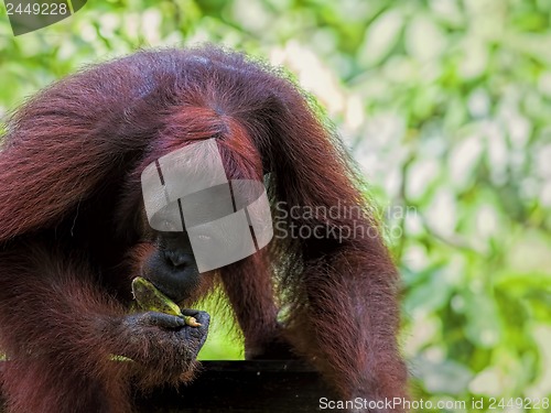 Image of Borneo Orangutan