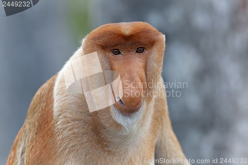 Image of Proboscis monkey