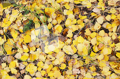 Image of autumn background