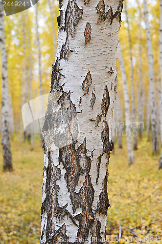 Image of birch tree