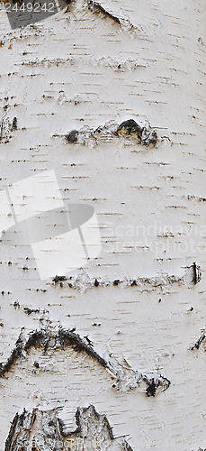 Image of birch bark