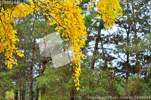 Image of birch branch