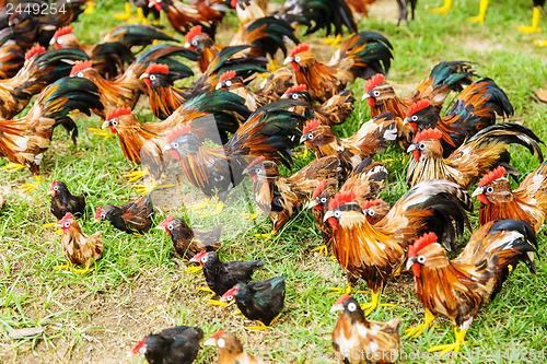 Image of Group of toy hen on the grass