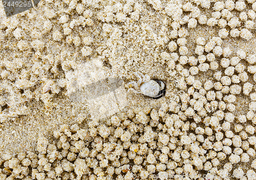 Image of Small white crab moving sand balls