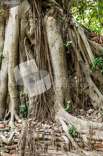 Image of Old tree roots