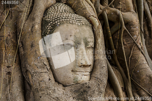 Image of Buddha head in tree