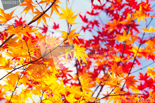 Image of Color changing maple leave in autumn