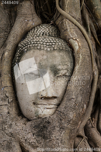 Image of Buddha head in tree