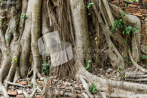 Image of Ancient tree roots