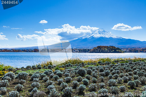 Image of Mountain Fuji and field