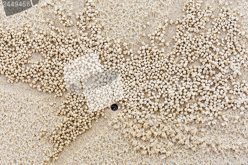 Image of Nature habitat of small white crab 