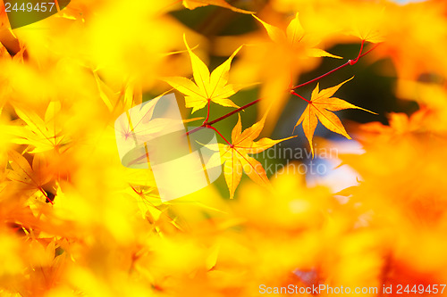 Image of Yellow maple in autumn