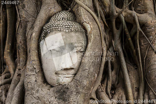 Image of Buddha head in banyan tree