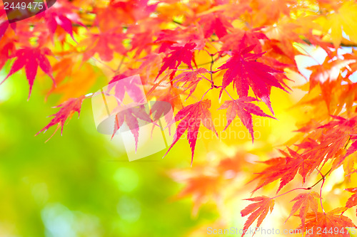 Image of Autumn maple leaves