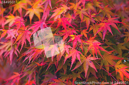 Image of Autumn maple 