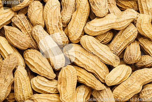 Image of Peanut