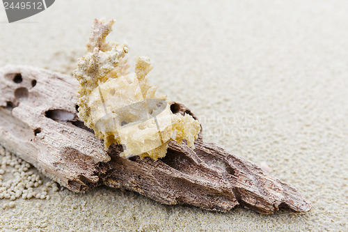 Image of Driftwood and coral on beach