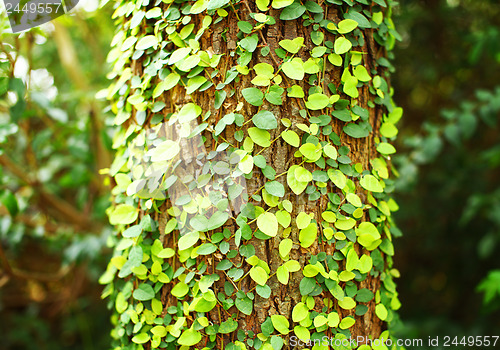 Image of Ivy on tree bark