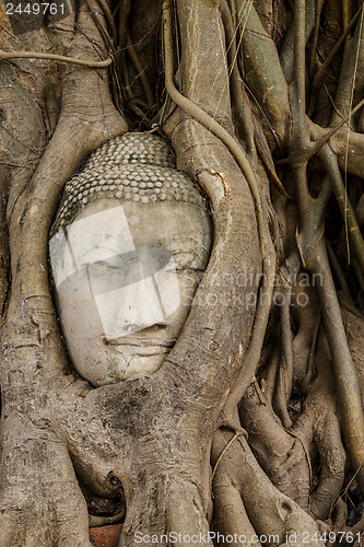 Image of Buddha head in old tree