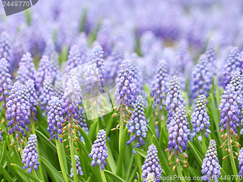 Image of Purple muscari botryoides