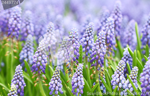 Image of Purple muscari botryoides