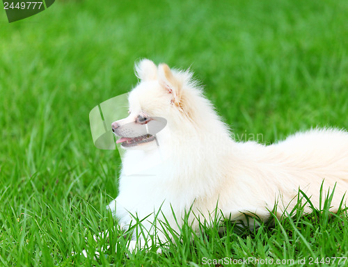 Image of White Pomeranian dog sitting on the grass