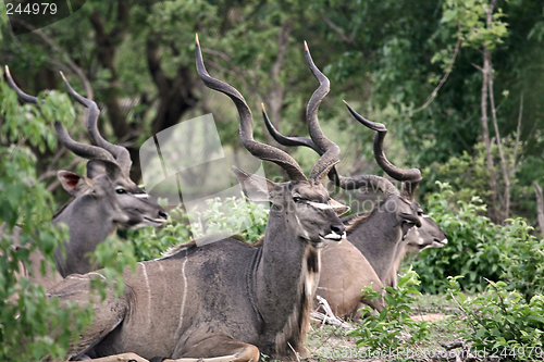 Image of Kudu antelopes