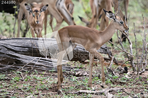 Image of Baby impala antelopes