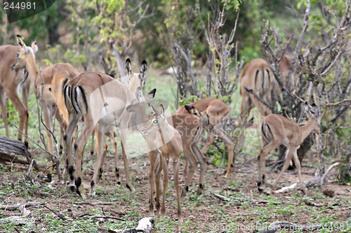 Image of Baby impala antelopes