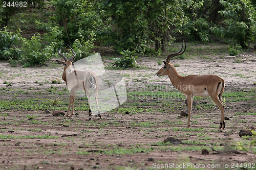 Image of male impala antelopes