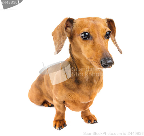 Image of Dachshund Dog