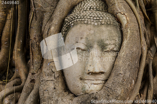 Image of Buddha head in tree