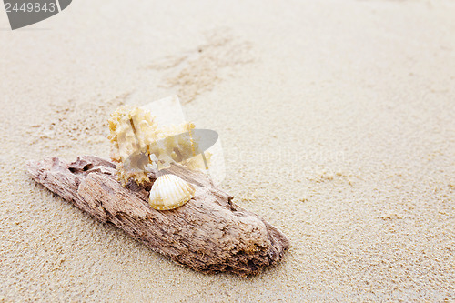 Image of Driftwood and coral on beach