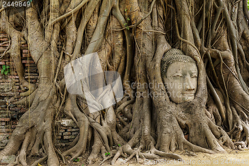 Image of Buddha head in old tree