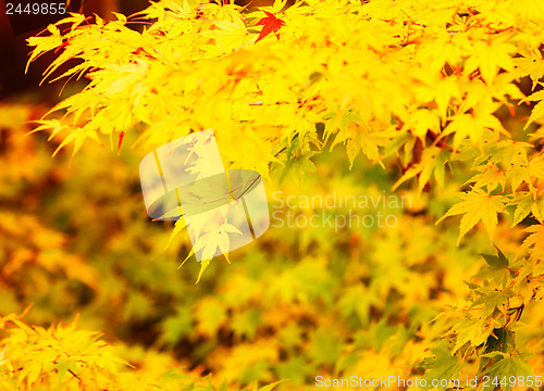 Image of Maple tree in autumn