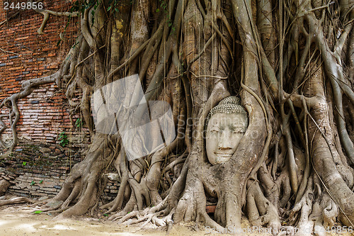 Image of Buddha head in old tree