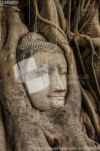 Image of Buddha head in old tree