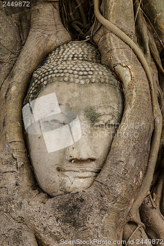 Image of Buddha head in tree