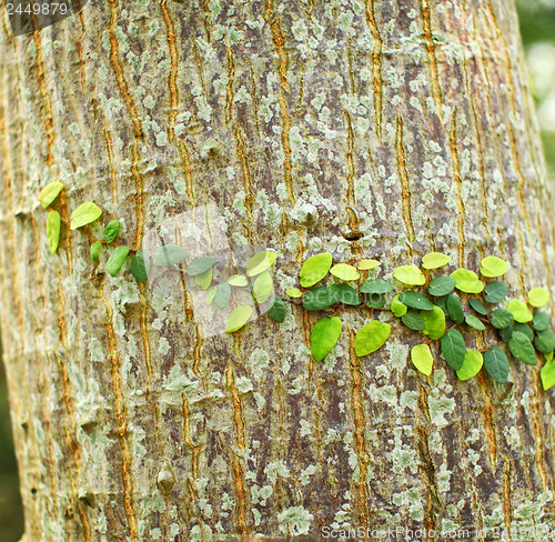 Image of Ivy on tree bark