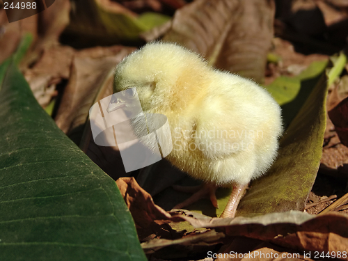 Image of baby chicken in the box