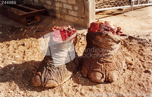 Image of elephant legs