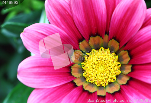 Image of Pink flower close up