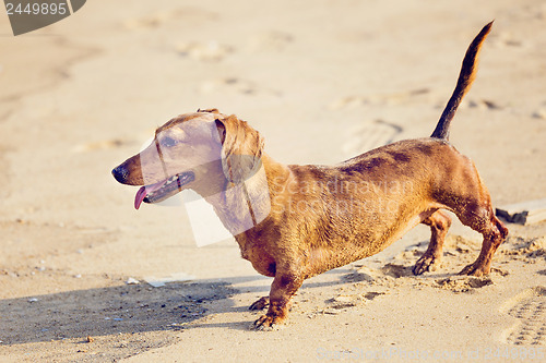 Image of Dachshund Dog in beach