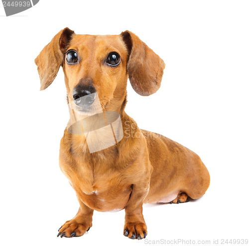 Image of Dachshund Dog