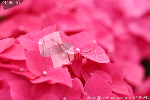 Image of Pink hydrangea flower