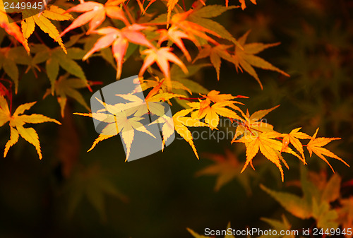 Image of Autumn maple leaves