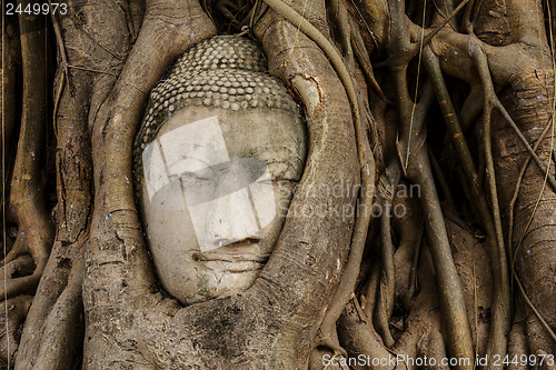 Image of Buddha head in banyan tree