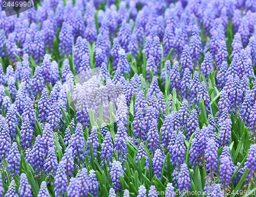 Image of Purple muscari botryoides