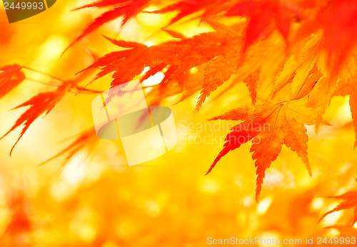 Image of Autumn maple leaves